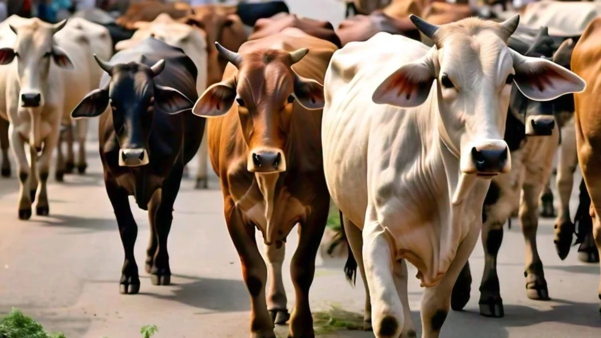 Scam in MP: दुधारू पशुओं की कृत्रिम गर्भाधान योजना में फर्जीवाड़ा, बताए 39 लाख, 15 लाख भी नहीं हुए