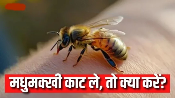 मधुमक्खी के डंक से होने वाली एलर्जी, लक्षण और इससे बचाव के तरीके
