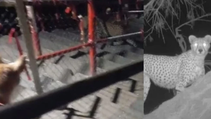 मैहर के मां शारदा देवी मंदिर की सीढ़ियों में दिखा तेंदुआ, कुत्ते का पीछा करते पहुंचा