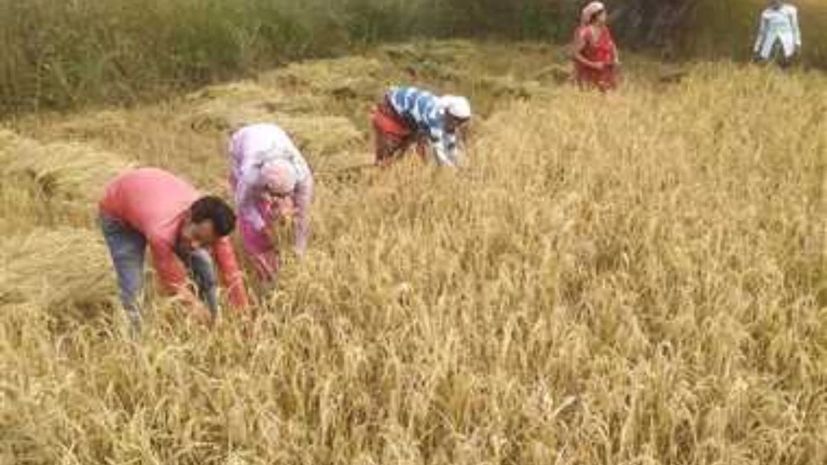 MP में समर्थन मूल्य पर धान-बाजरा उपार्जन के लिए किसानों का बढ़ा उत्साह, 8.53 लाख से अधिक ने कराया पंजीयन