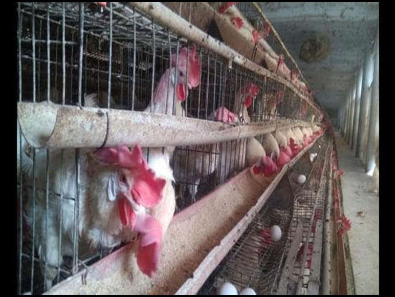 Seltsamer Fall in Odisha, 63 Hühner sterben an Herzinfarkt durch lautes DJ-Spiel