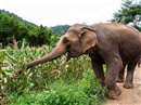 Madhya Pradesh News: उमरिया और शहडोल की सीमा पर सक्रिय हैं जंगली हाथी