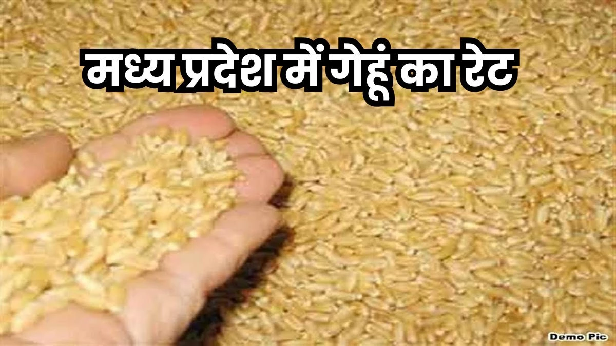 MP Gehu Rate: मध्य प्रदेश में बोवनी के बाद गेहूं के रेट में 150 रुपये की आई मंदी