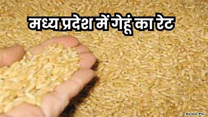 MP Gehu Rate: मध्य प्रदेश में बोवनी के बाद गेहूं के रेट में 150 रुपये की आई मंदी
