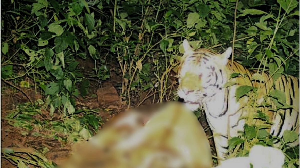 पोते के आंखों के सामने दादा को घसीटकर ले गई बाघिन, जंगल में मिली आधी लाश