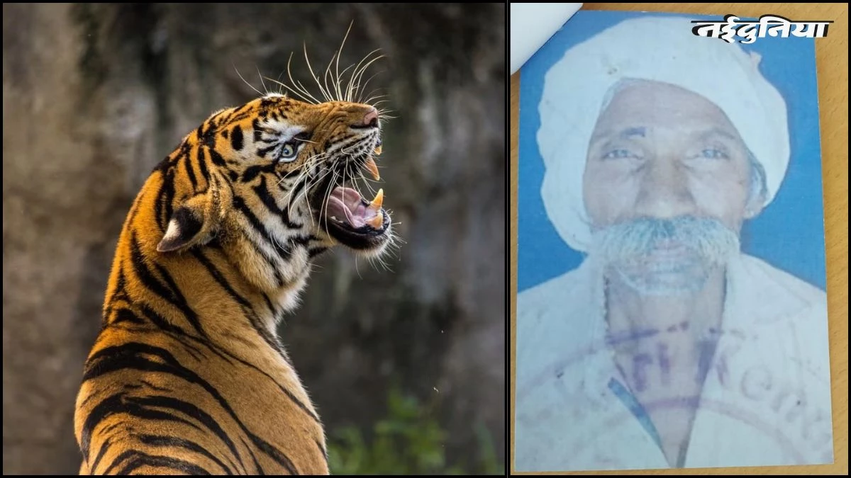 बालाघाट में बाघ का खूनी खेल... बुजुर्ग को बनाया निवाला, जंगल में अधखाया शव मिला