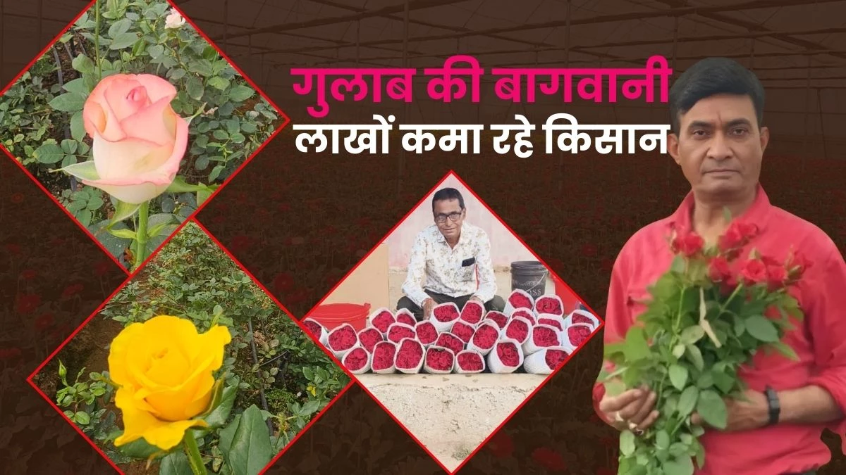 Rose Cultivation: एक साल में 24 लाख रुपये तक का गुलाब बेच रहे किसान, हर साल बढ़ रही आमदनी