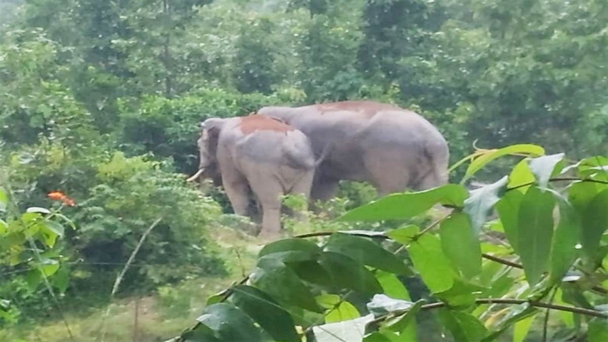 Ambikapur News:  हाथी ने शहर के नजदीक वन विभाग के फायर वाचर को कुच