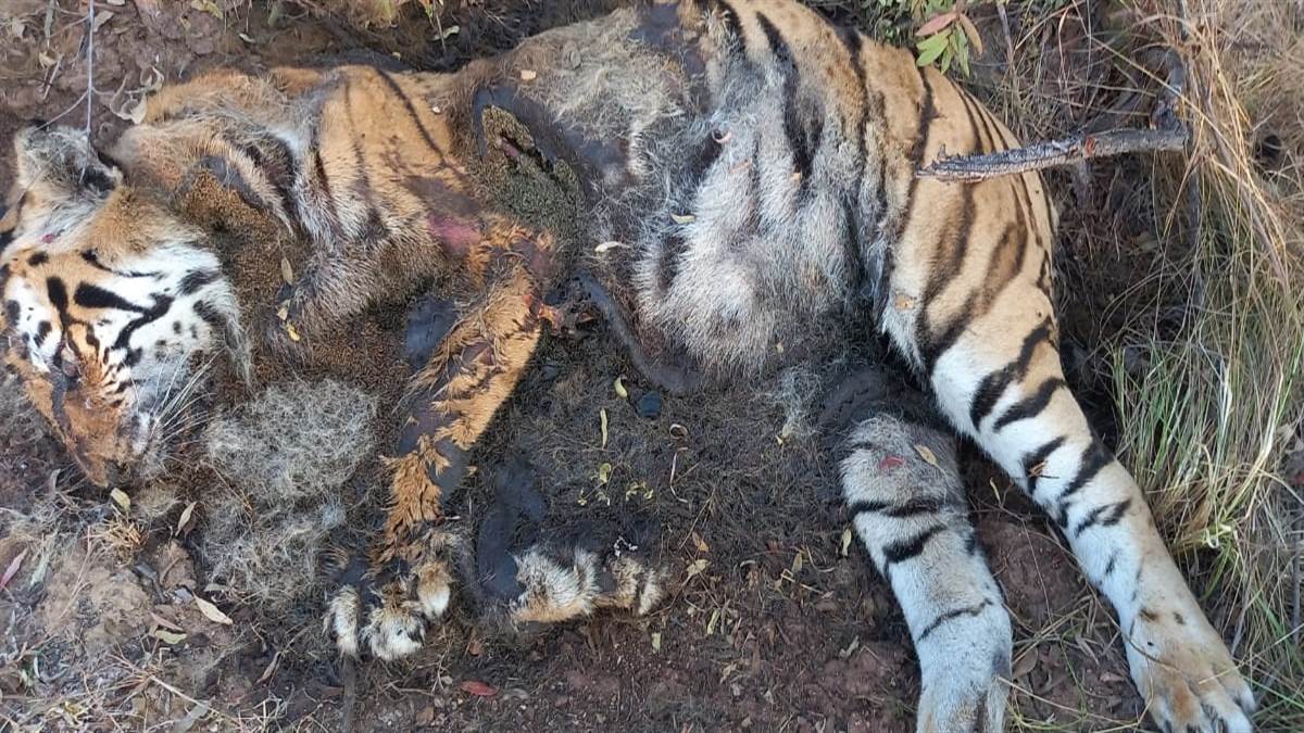 MP News: शहडोल के ब्यौहारी के जंगल में मिला बाघिन का शव, शिकार की आशंका
