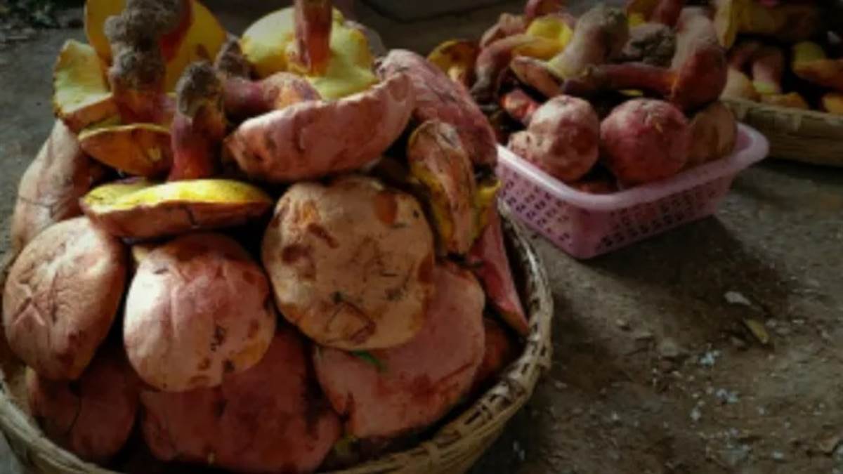 मशरूम का अजीब नशा… जिसे खाते ही चारों ओर नाचने लगते हैं हजारों छोटे-छोटे हजारों लोग, क्या है राज?