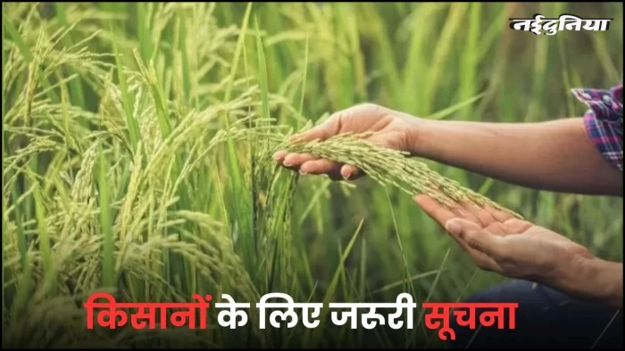 किसानों के लिए बड़ी खबर... गेहूं खरीदी के लिए 7 फरवरी से रजिस्ट्रेशन, ₹2,600 मिलेगा दाम, पढ़ें पूरी प्रक्रिया