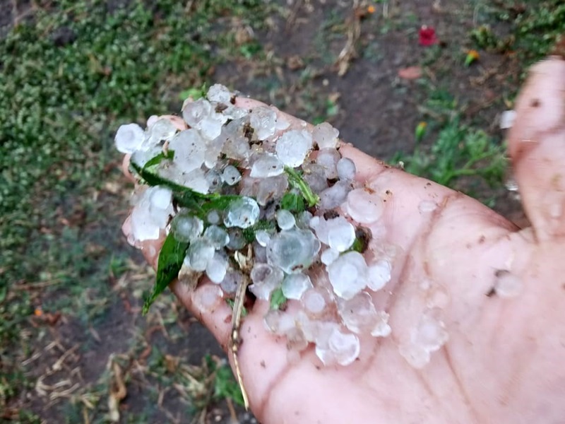 Chhattisgarh Weather Update: Hail fell on crops closed cabbage fields  submerged in water - Chhattisgarh Weather Update : फसलों पर गोले बनकर गिरे  ओले बंद गोभी के खेत पानी से डूबे