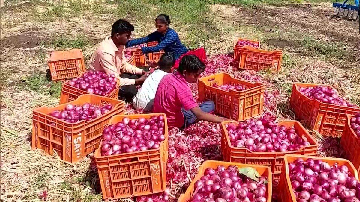 Onion Price महाराष्ट्र में किसान ने बेचे 512 किलो प्याज, बदले में मिला
