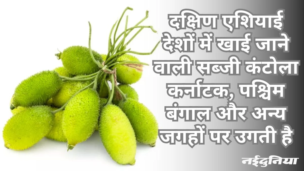 कंटोला देखकर ही बन जाता है मुंह तो पहले जान लें इसे खाने के फायदे, फिर रोजाना लगेंगे खाने