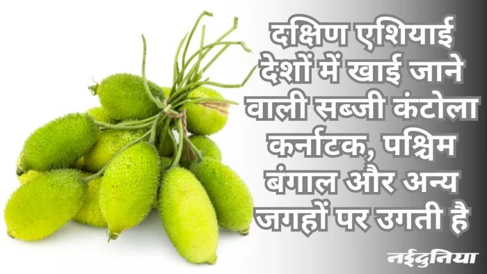 कंटोला देखकर ही बन जाता है मुंह तो पहले जान लें इसे खाने के फायदे, फिर रोजाना लगेंगे खाने