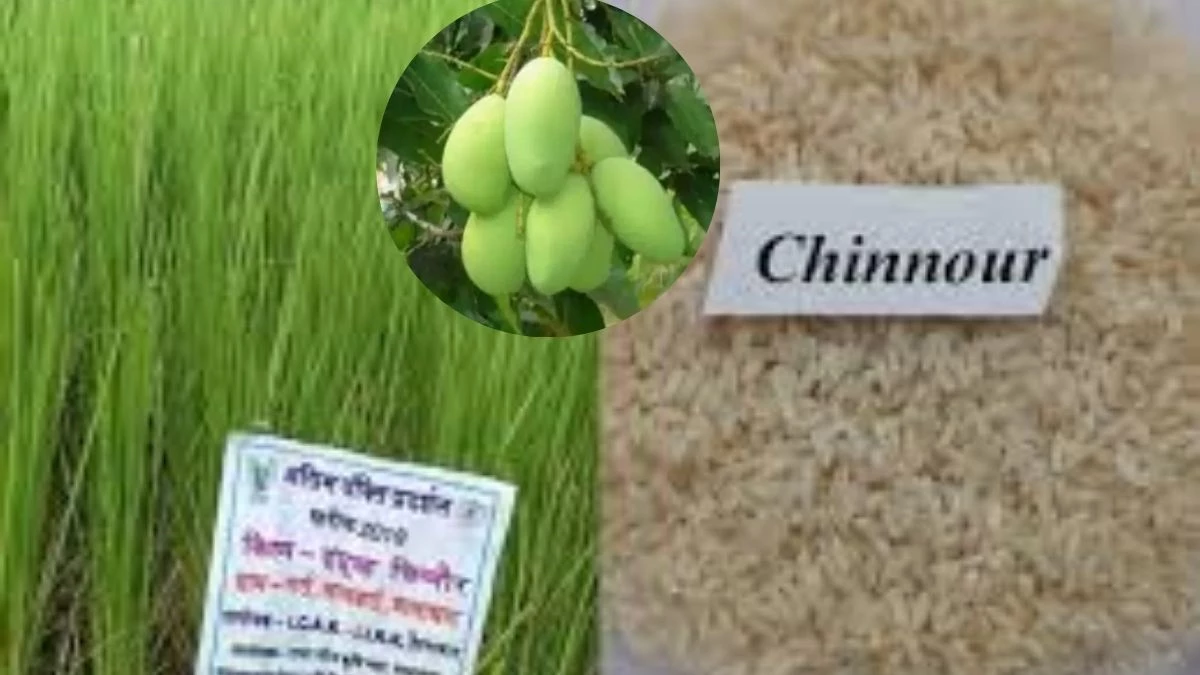 मध्य प्रदेश में अब तक सिर्फ बालाघाट के ‘चिन्नौर’ धान और रीवा के ‘सुंदरजा’ आम को ही जीआइ टैग