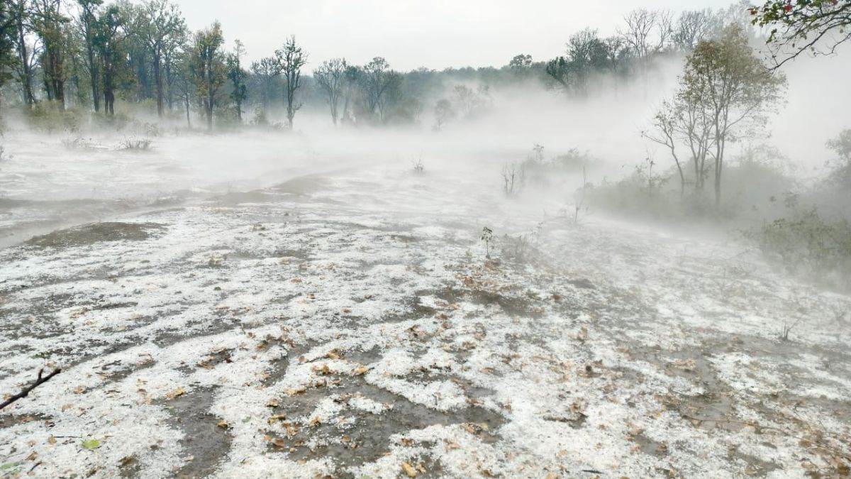 Hailstorm in Chhattisgarh: उत्तर छत्तीसगढ़ में बदला मौसम, तेज हवाओं के साथ जमकर ओलावृष्टि, आम व लीची को नुकसान