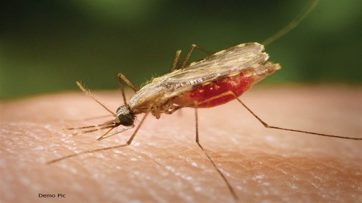 World Malaria Day 2023: भोपाल में समुचित नियोजन से मलेरिया पर पाया काबू, एक साल में नहीं मिला कोई भी मरीज - World Malaria Day 2023 Malaria was controlled in Bhopal by