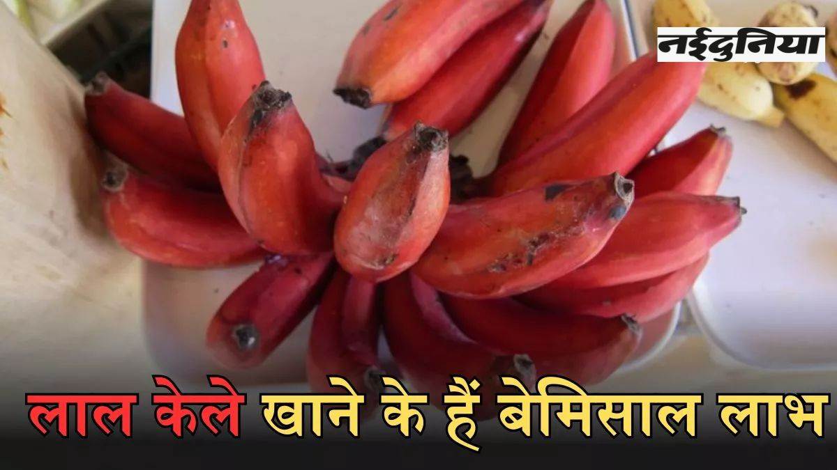 Health Benefits of Red Banana: लाल केले में छुपे हैं शानदार गुण, खाने से सेहत को होंगे ये फायदे