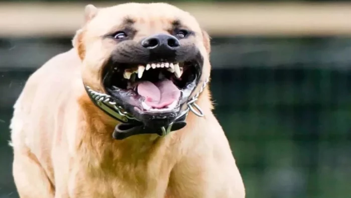 ग्वालियर में गर्मी में बढ़ा कुत्तों का आक्रामक व्यवहार, दो दिन में 343 लोगों को बनाया शिकार