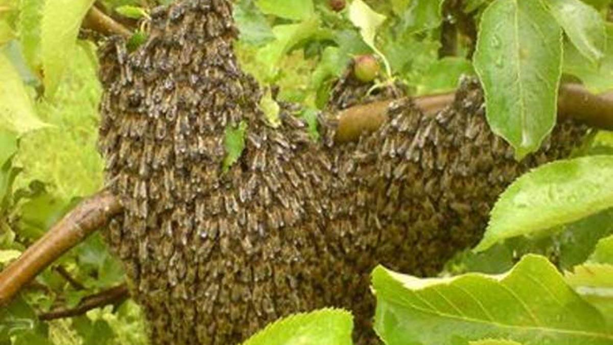 Balod: साप्ताहिक बाजार में सब्जी व्यवसायियों एवं ग्राहकों पर मधुमक्खियों का हमला, कहा- समस्या जल्द करें हल