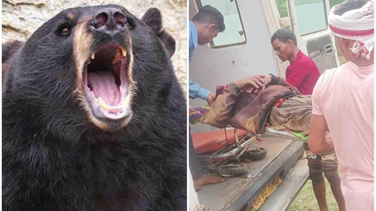 Dhamtari News: भालू के हमले में ग्रामीण ने दिखाया साहस, लहूलुहान के बाद भी ऐसे लड़कर बचाई अपनी जान