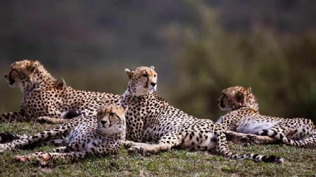 Cheetah Project in MP :  दो माह में तीन युवा और तीन शावक चीतों की मौत के बाद चीता परियोजना संचालन समिति गठित