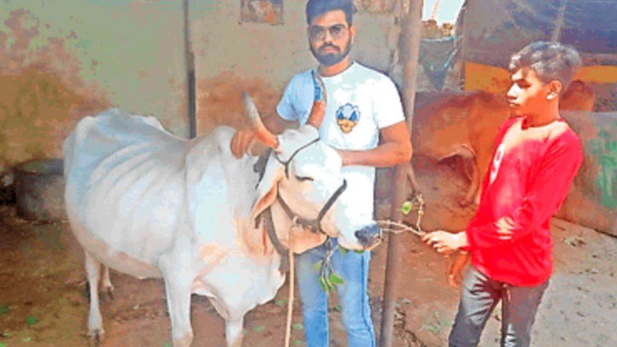 शाजापुर की देसी गाय गौरी देती है 14.5 लीटर दूध, प्रदेश में इसकी टक्कर में कोई नहीं