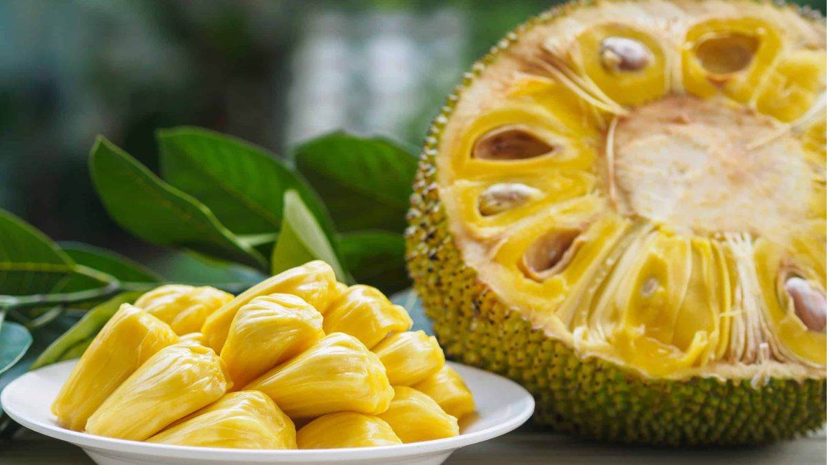 Jackfruit Benefits: न्यूट्रिशन का भंडार है कटहल, गर्मियों में खाने के ये हैं फायदे