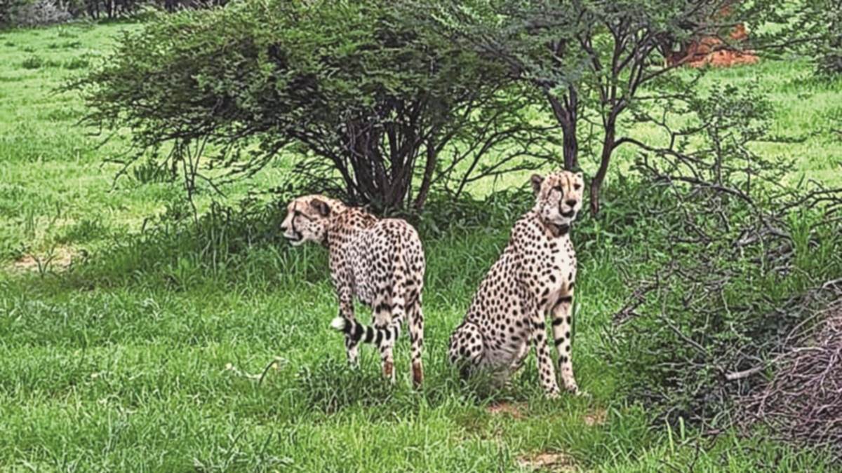 Cheetah Project in MP : दक्षिण अफ्रीकी विशेषज्ञ बोले - चीतों की मौत दुर्भाग्यपूर्ण, पर असामान्य घटना नहीं