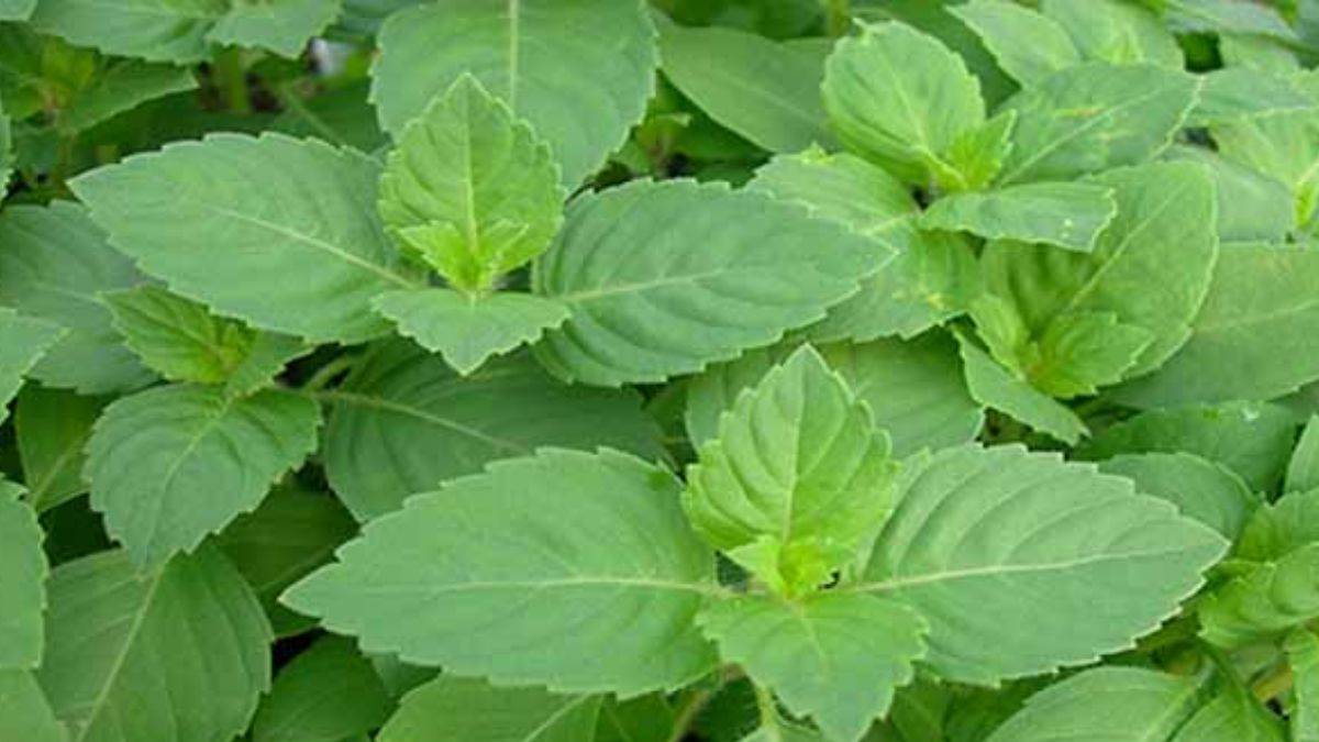 Tulsi Leaves Benefits: तुलसी के चमत्कारी औषधीय गुण, रक्त को शुद्ध करते हैं पत्ते