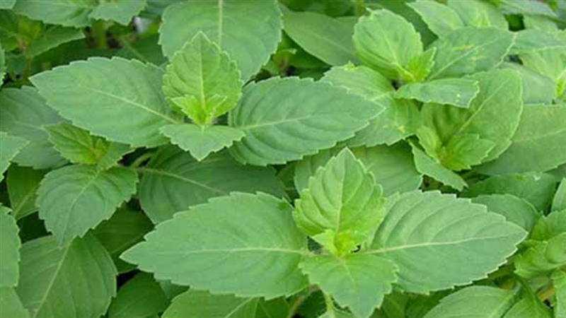 Tulsi Leaves Benefits तुलसी के चमत्कारी औषधीय गुण रक्त को शुद्ध करते