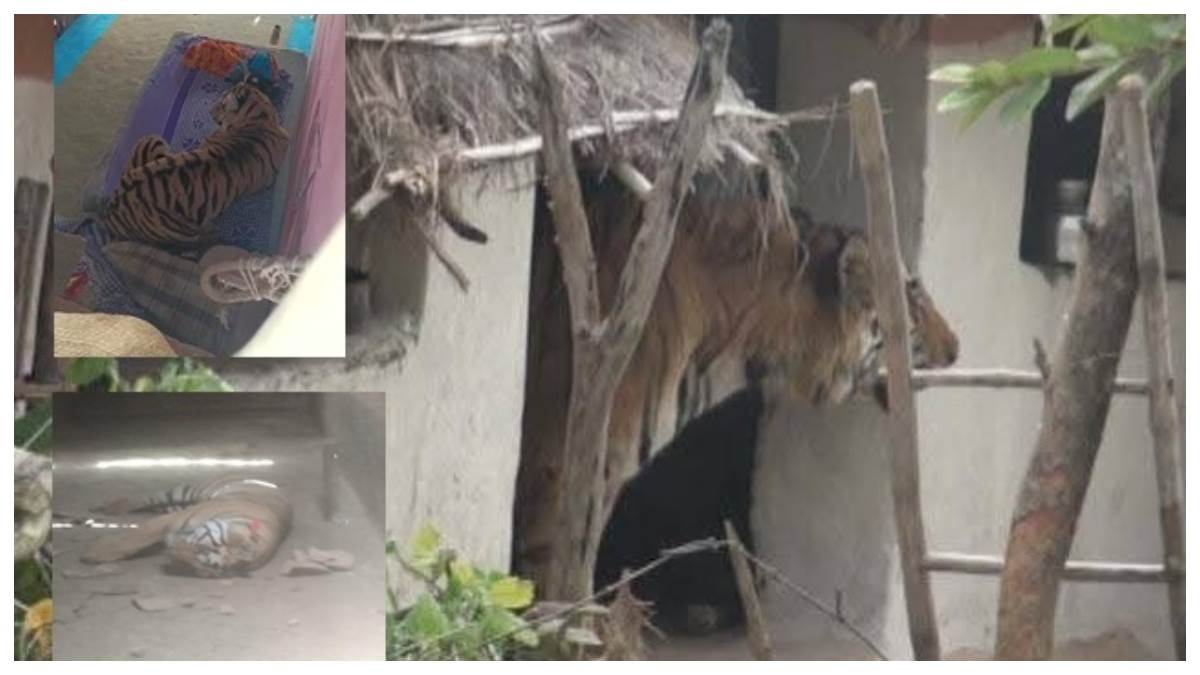 उमरिया के खेरवा गांव में घर में घुसकर महिला की जान लेने वाले बाघ की भी बेहोशी में मौत