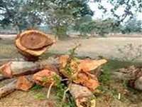Bilaspur News:हसदेव जंगल को बचाने महिलाओं ने दिया समर्थन