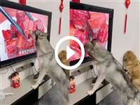 Viral Video: टीवी पर खाना देख अचानक ऐसी हरकत करने लगा ये कुत्ता, वायरल हुआ वीडियो