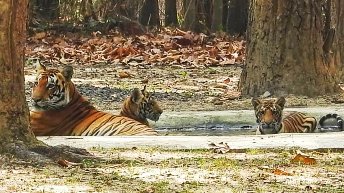 Kanha Tiger Reserve: शरीर की बनावट और व्यवहार से बाघों को मिले टेढ़ी पूंछ, शर्मीली और बिजली जैसे नाम