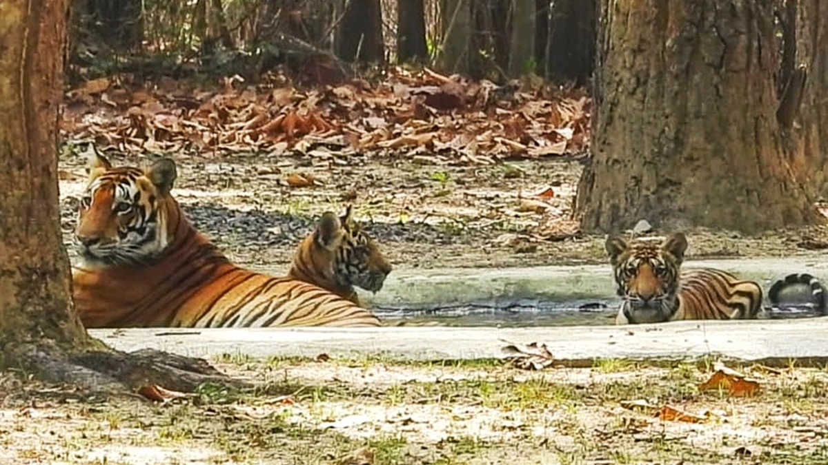 Kanha Tiger Reserve: शरीर की बनावट और व्यवहार से बाघों को मिले टेढ़ी पूंछ, शर्मीली और बिजली जैसे नाम
