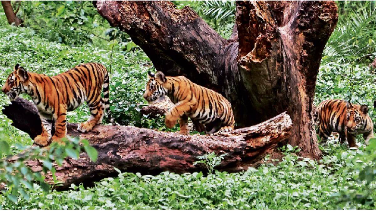 इंदौर के प्राणी संग्रहालय में आएगा एक सींगवाले गैंडे का जोड़ा, सात सौ किलोमीटर दूर से आएगा दरियाई घोड़ा सतीश