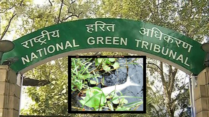 'सीवेज नहीं रोका तो हर बारिश में मरेंगी मछलियां': भोपाल के छोटे तालाब की बदहाली पर NGT की सख्ती, 4 विभागों से जवाब तलब