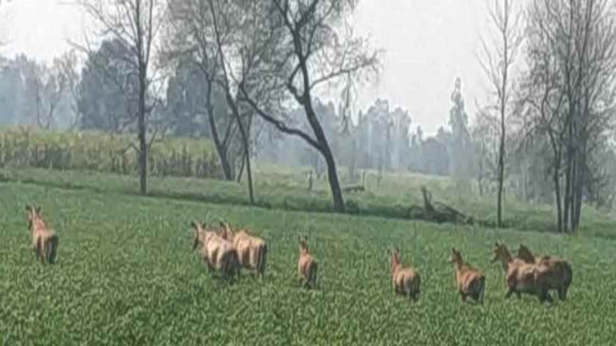 सारंगपुर में नीलगाय और हिरणों का झुंड कर रहा फसल बर्बाद, किसान हो रहे परेशान