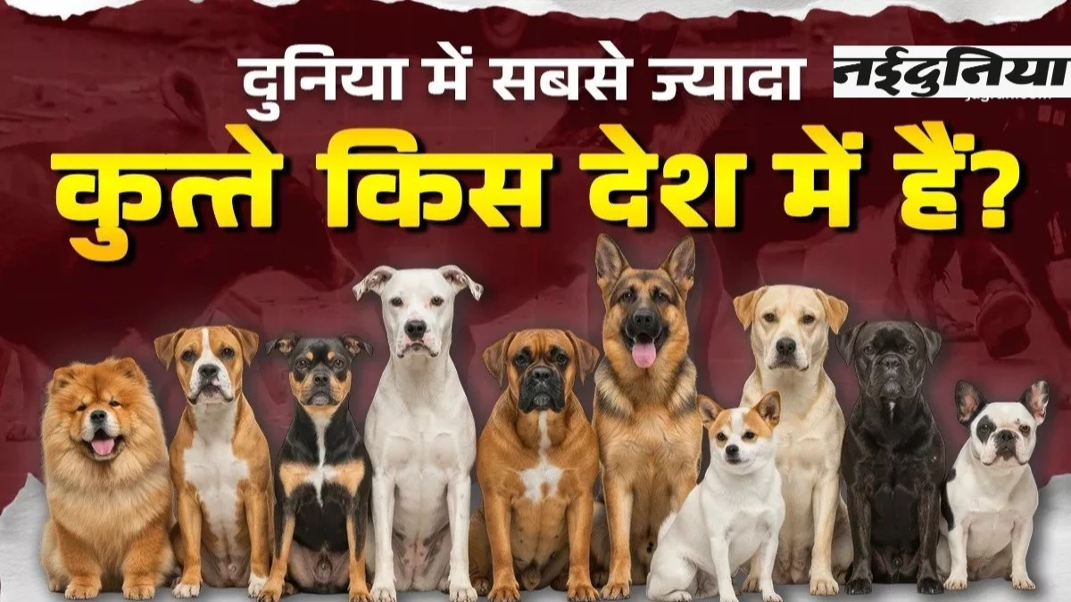 दुनिया के टॉप 10 देश जहां हैं सबसे ज्यादा कुत्ते, भारत की रैंक चौंकाने वाली... यहां देख लें सभी देशों की पूरी लिस्ट