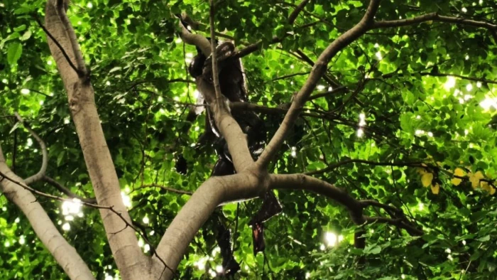 मुरैना के अंबाह में हाईवे किनारे पेड़ से लटका मिला अज्ञात युवक का शव, 5 से 7 दिन पुराना होने से पड़े कीड़े