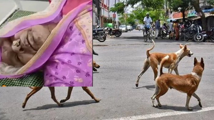 जबलपुर के पाटन में आवारा कुत्ते ने 78 वर्षीय बुजुर्ग महिला पर किया हमला, हाथ में 12 से ज्यादा घाव