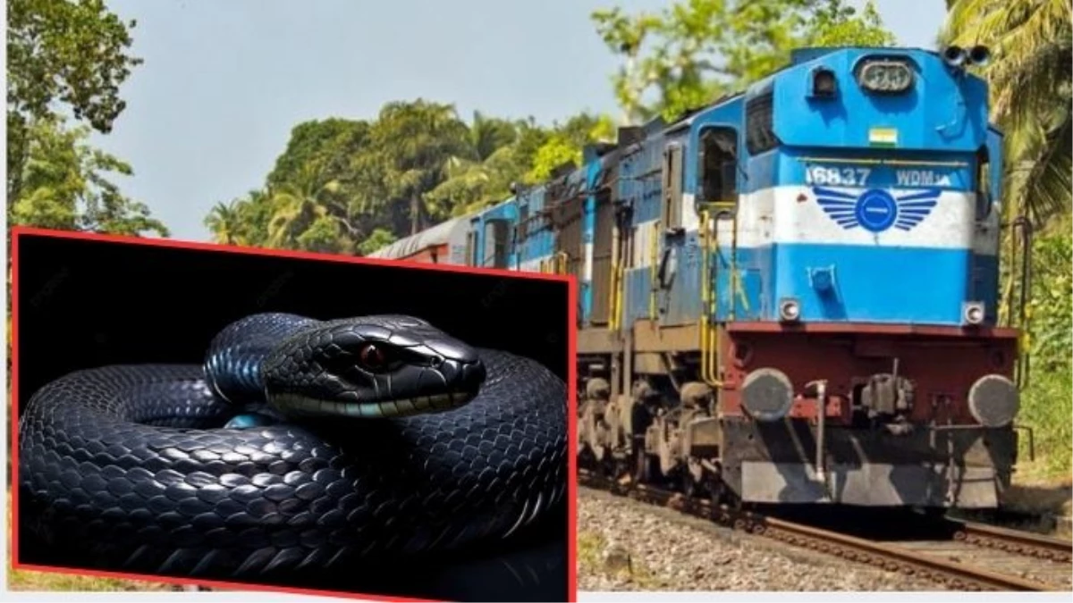Snake in Train: दयोदय एक्सप्रेस के AC कोच में निकला सांप, यात्रियों को दूसरे कोच में शिफ्ट कर किया रेस्क्यू