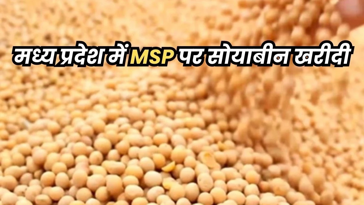 MP News: सोयाबीन के एमएसपी अंतर का भुगतान करेगी सरकार, मुख्यमंत्री ने की घोषणा