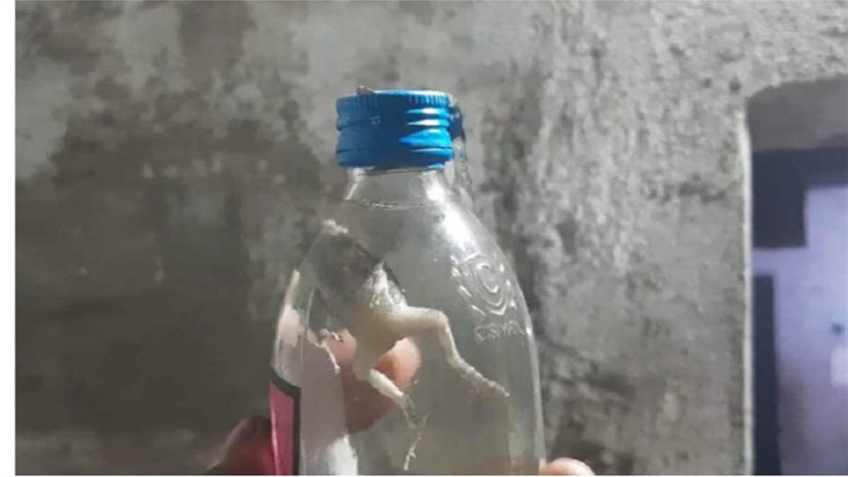 कोरबा जिले में देसी मदिरा दुकान से खरीदी सील पैक शराब की बोतल के अंदर मिला मेंढक