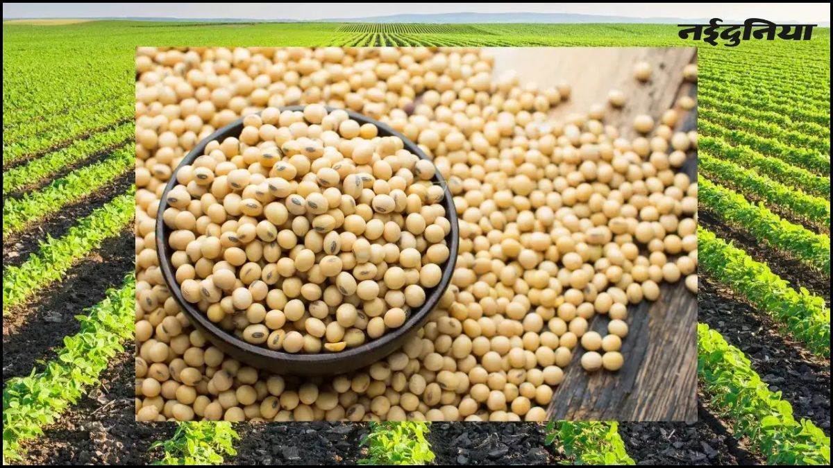 भावांतर योजना के तहत सोयाबीन की खरीदी शुरू, मंडियों में अतिरिक्त काउंटर खोलने के निर्देश