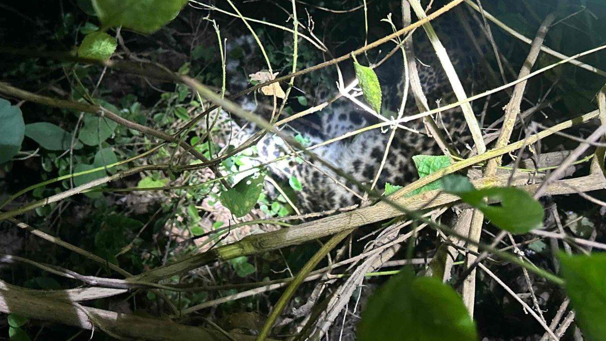 जबलपुर के निसर्ग इस्पात परिसर में जंगली सुअरों के बाद तेंदुआ का शिकार, झाड़ियों में मिला शव