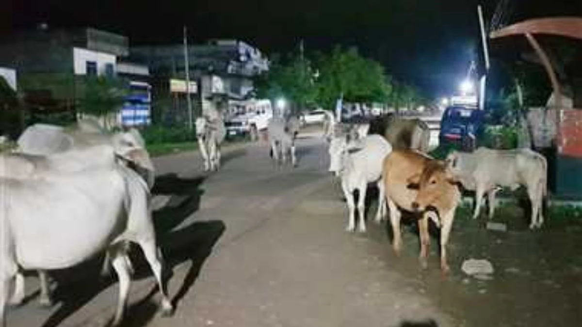 छत्‍तीसगढ़ में प्रशासन की शर्मनाक लापरवाही, नर्सरी में बंद किए 100 से अधिक मवेशियों की भूख प्‍यास से मौत