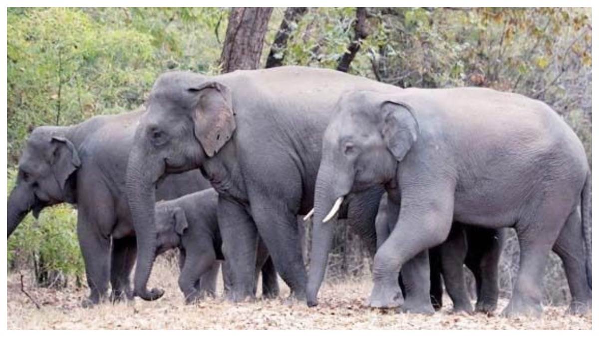 हाथियों के दल में आया एक और नन्हा मेहमान, कोरबा के जंगलों में लगातार बढ़ रहा कुनबा